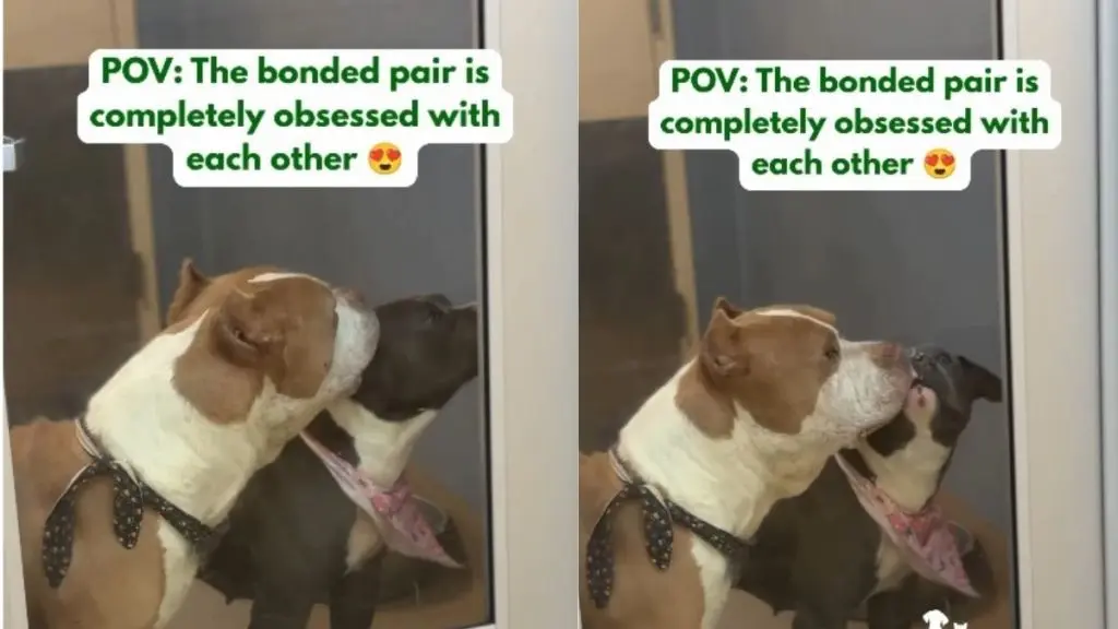Shelter Dogs Romeo and Juliet Showcase True Love