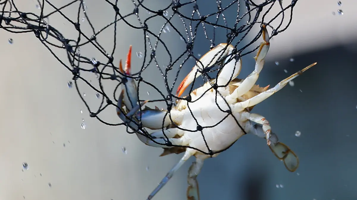 Pasteurized Crab Meat: What's the Difference?