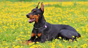 Optimal Doberman Health: A Key to Shinier Coats