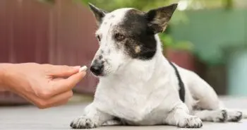 Top Chondroitin Supplements for Canine Health