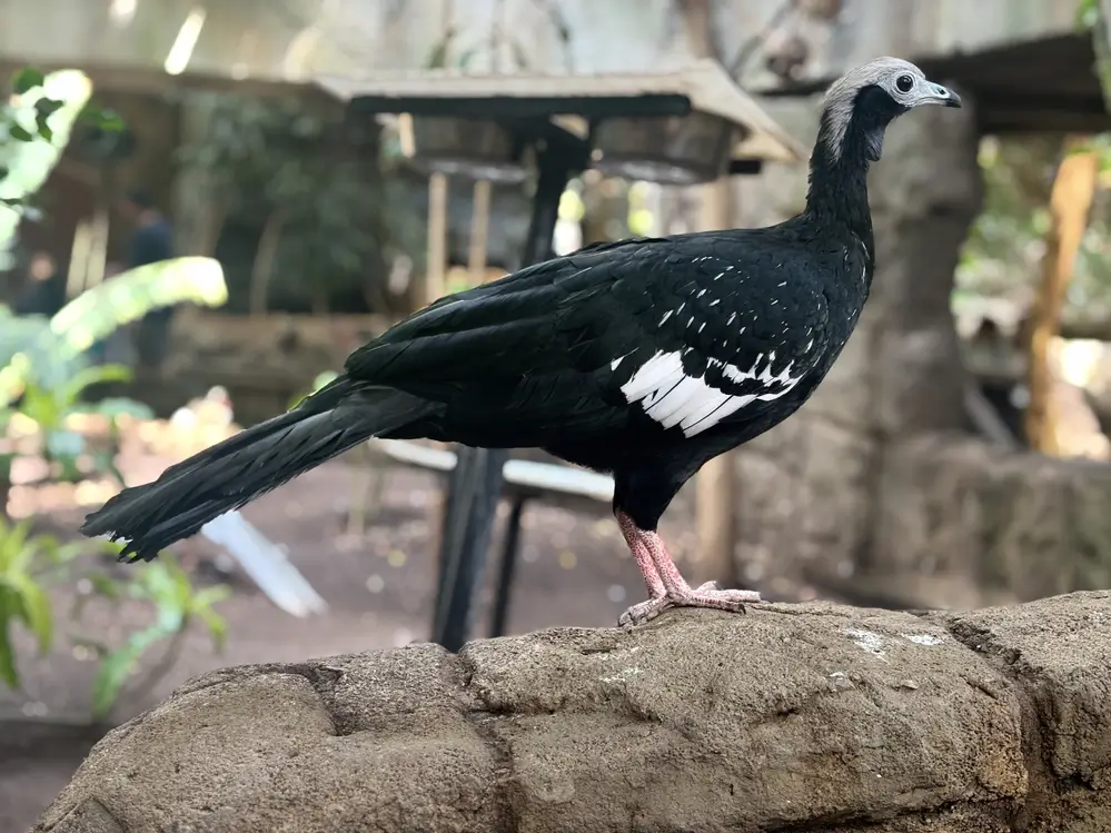 Curassow