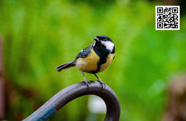 Identifying birds by color and size is a practical method for birdwatchers. Observe the dominant feather colors, body shape, and approximate size compared to familiar birds. Note distinctive markings, wing patterns, and tail length. Using a wild bird guide can help match these features to specific species, making bird identification easier and more accurate during outdoor observation. To know more visit here https://wildbirdguide.com