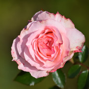 DSC 0652