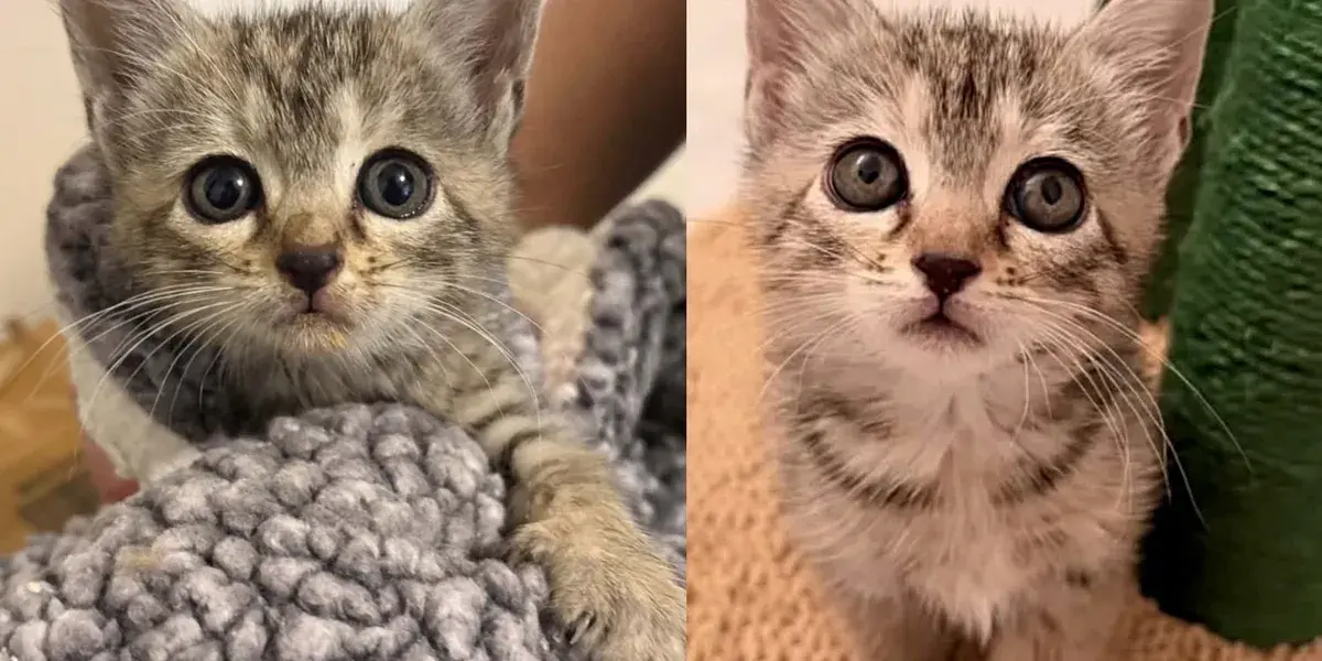 Tiny Kitten Rescued from Storm Drain After Days of Isolation