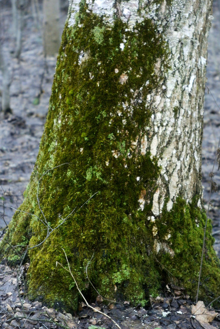 DSC8435-1.jpg