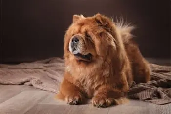 Supporting Your Chow Chow's Joint Health