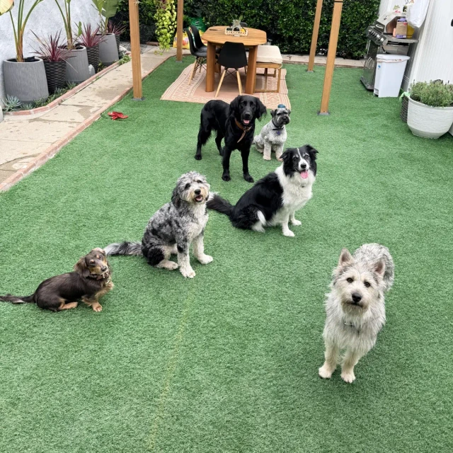 Dogs at Duke's Doggy Daycare