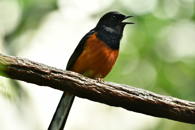 White-rumped shama at Copenhagen Zoo