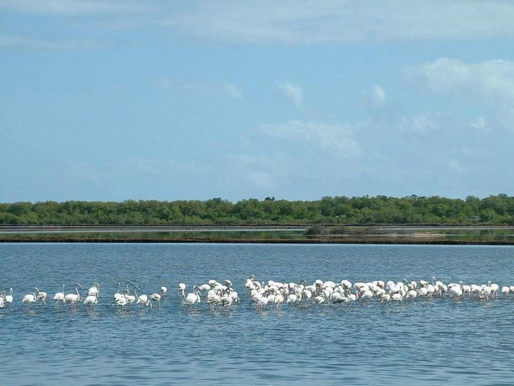 Saadani National Park