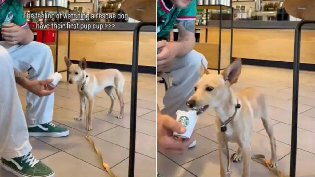 Rescue Dog Savors First Pup Cup