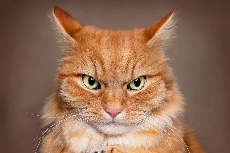 Is Your Cat Ignoring You on Purpose?