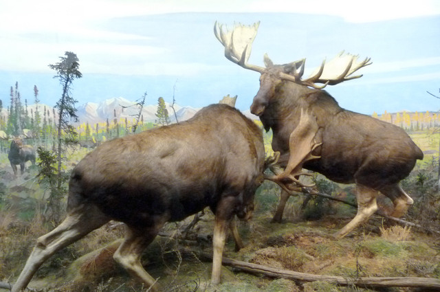 Moose.jpg