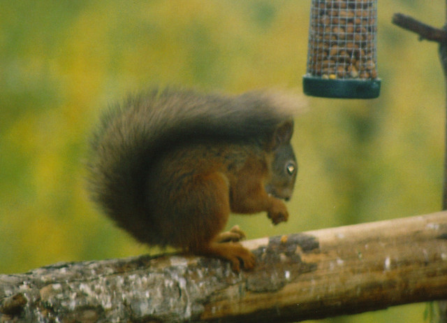squirrel.jpg