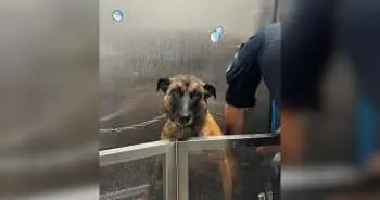 K-9 Officer's Night Out Takes Unexpected Turn with Unusual Suspect