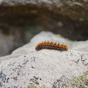 DSCF5426