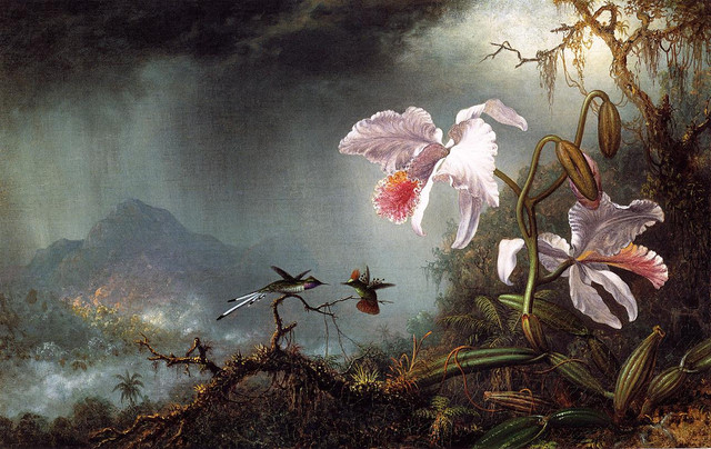 Two-Fighting-Hummingbirds-with-Two-Orchids.jpg
