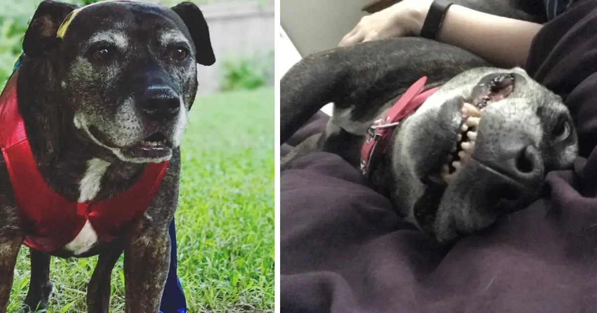 Family Provides Loving Home to Senior Shelter Dog