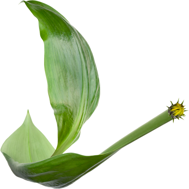 Holliewood-Spring-Faeries-Boat1.png
