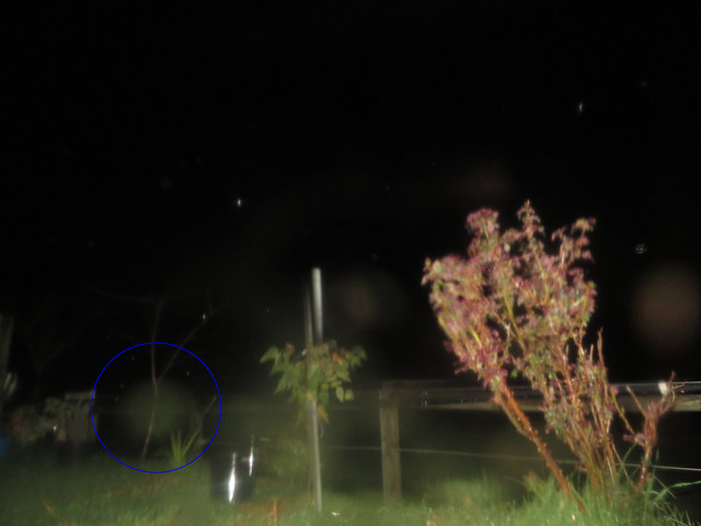 IMG-1649-proca
