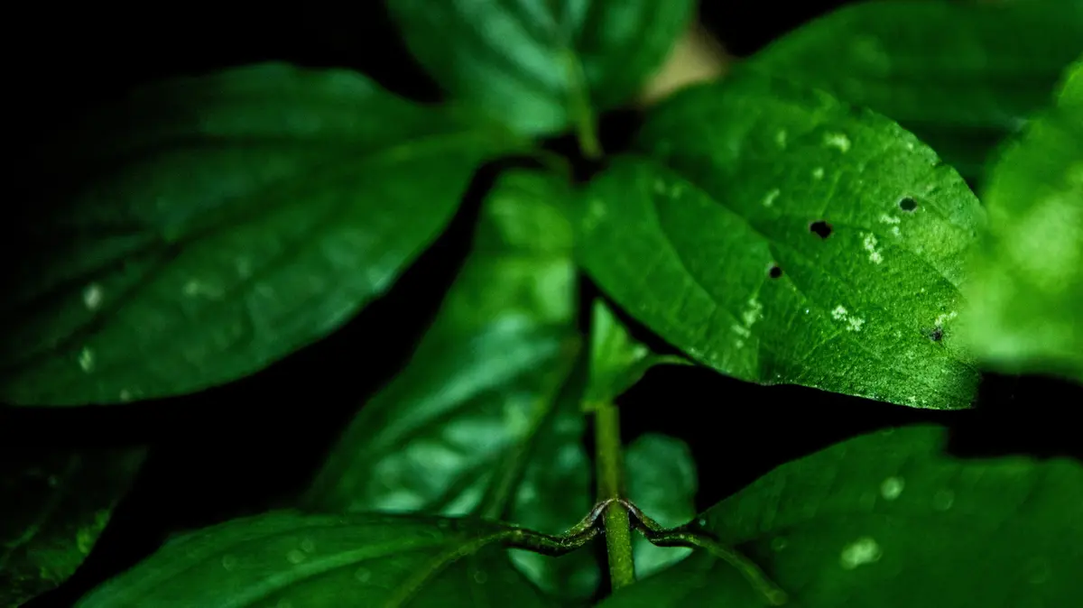 Brave Foodies Feast on Pests That Raid Backyards at Night
