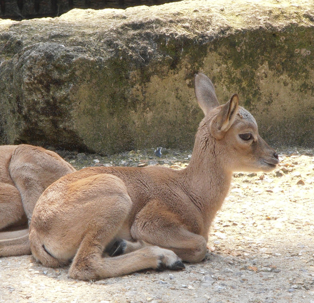 Arkal(jeune)
