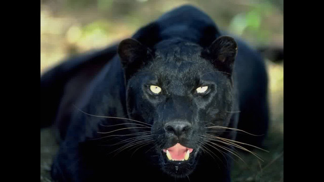 black-leopard