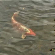 koi-2-2