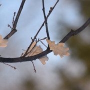 DSC 0731