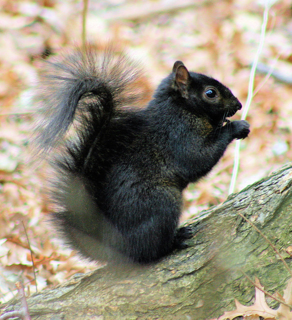 Black Squirrel