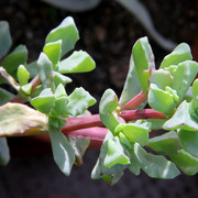 IMG-3750