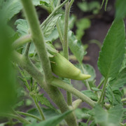 DSC-0079