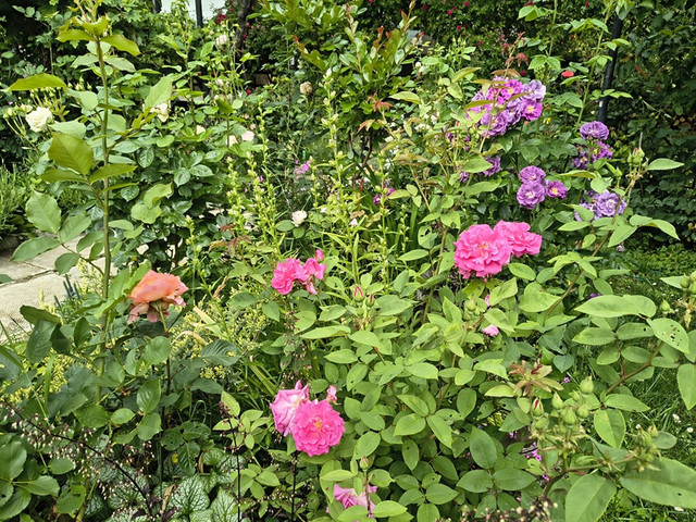 roses.jpg
