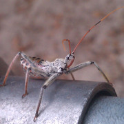 Wheel-bug-nymph