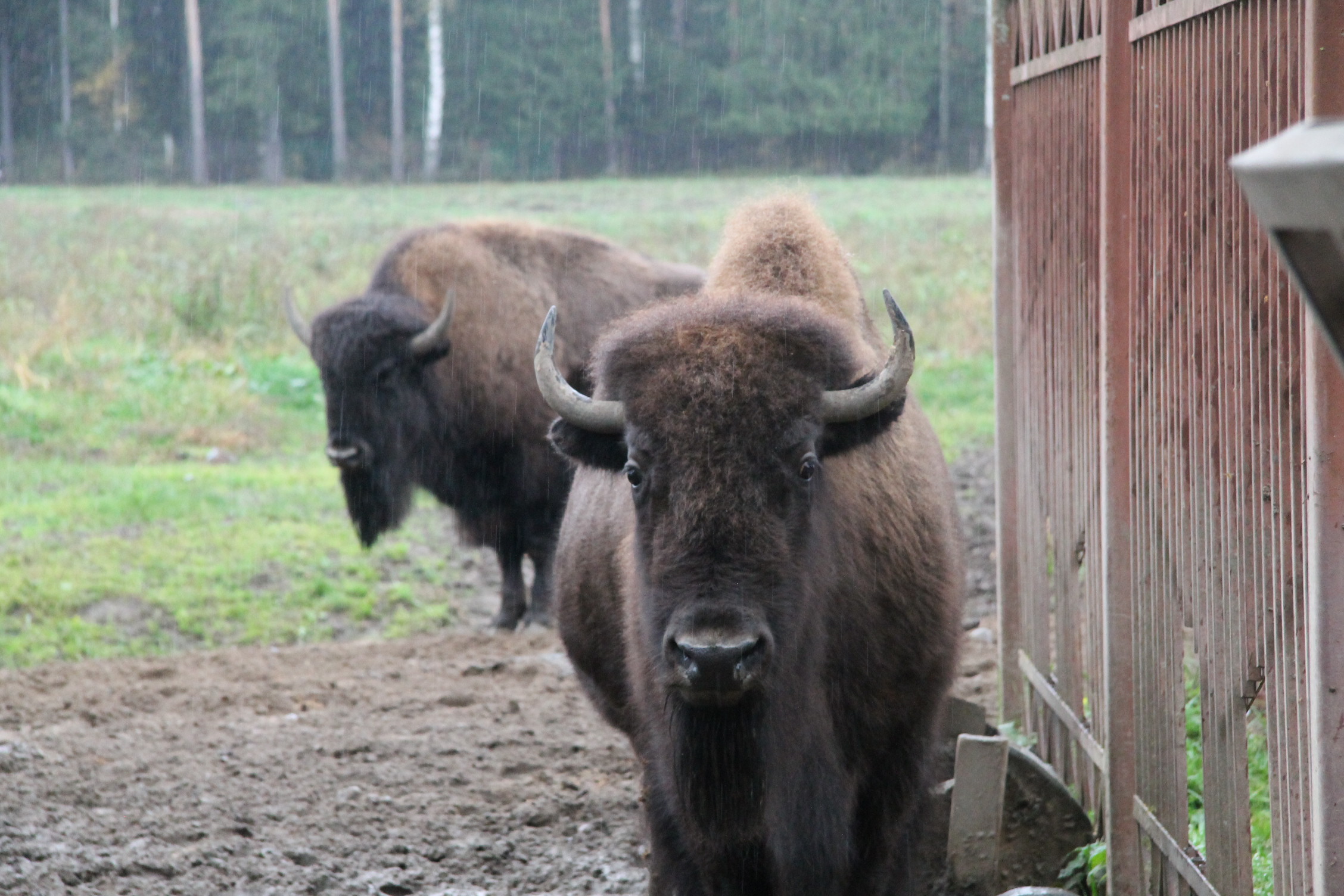 зубровник в токсово официальный сайт. зубробизоны в токсово. парк зубровник в токсово. зубры в токсово. зубровник в токсово.