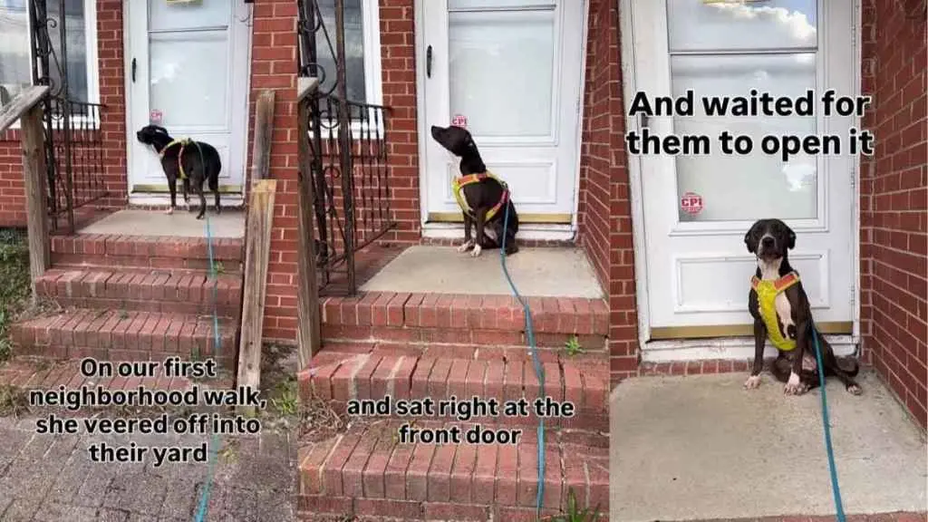 Dog Keeps Returning To Former Home