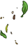 Spring leaves
