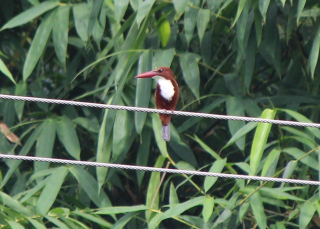 IMG-6683.jpg