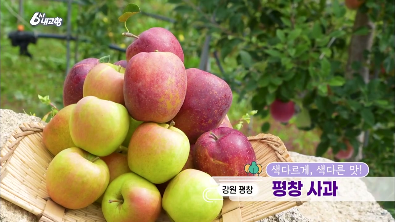 6시내고향 평창 사과 캡처