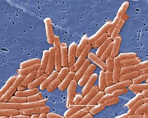 Climate Crisis Fuels Rise in Antibiotic Resistance