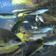 Aquarium