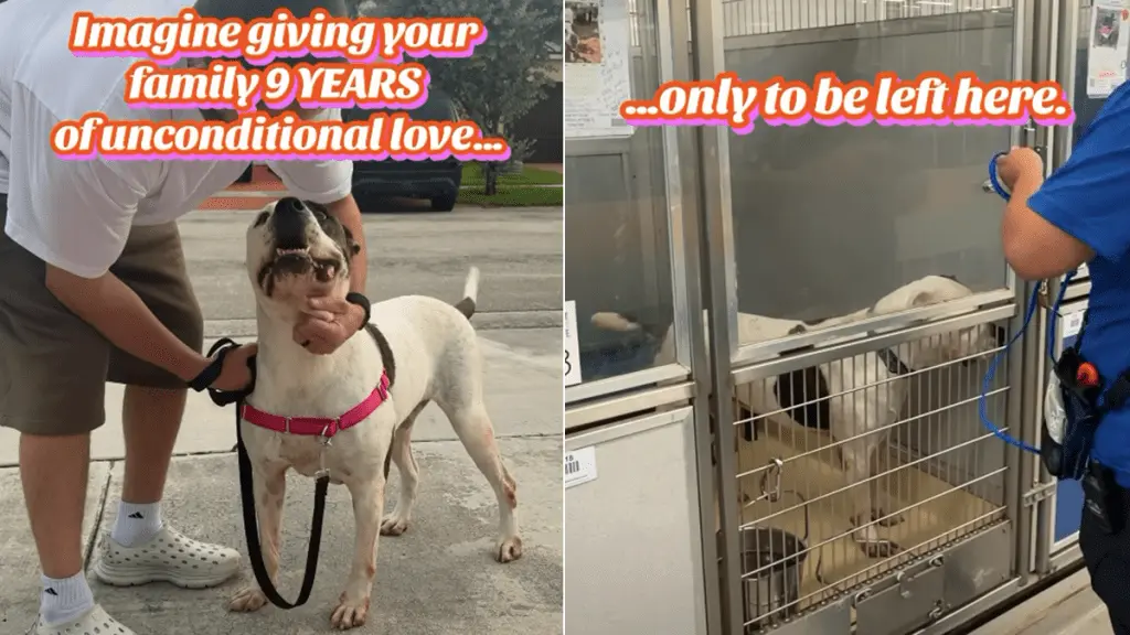 Senior Shelter Dog Left Alone After Nine Years with Family