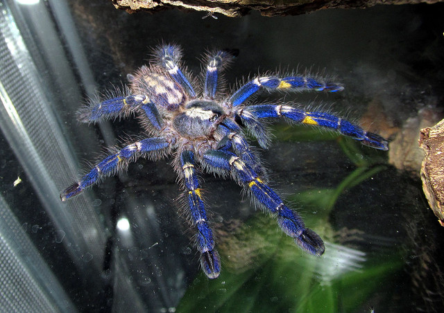 sapphire-tarantula