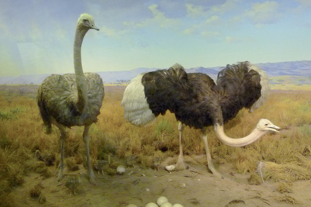 Common Ostrich.jpg