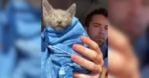 Kitten's Rescue Turns into Lifelong Bond