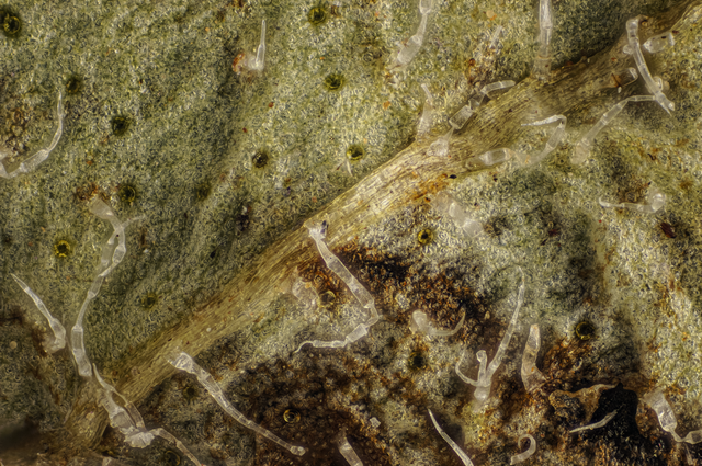 Oregano leaf.png