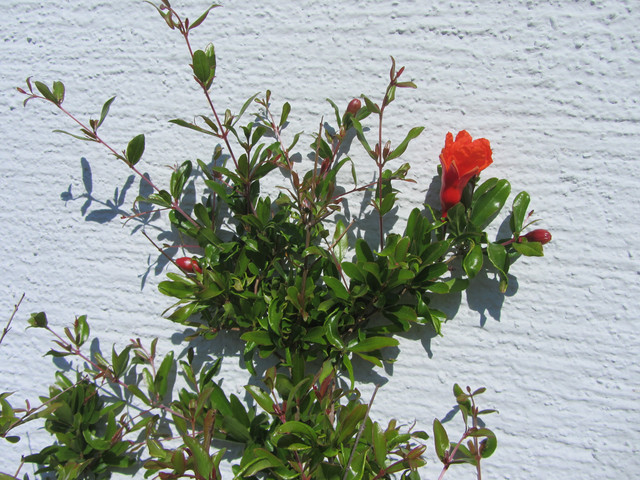 IMG-7931