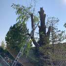 Motta Backyard (6)