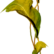 Leaves12