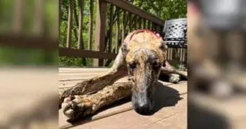 A Lone Dog's Journey to a Forever Home