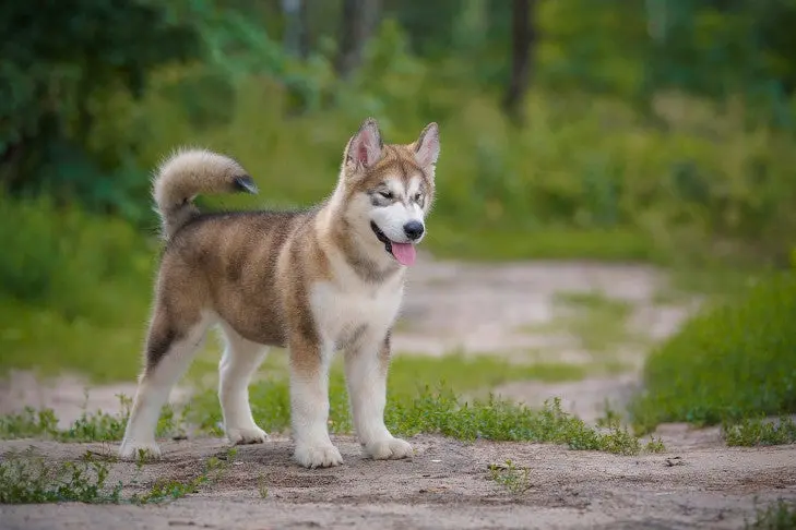 Bringing Home a Puppy: Essential First Steps for New Owners